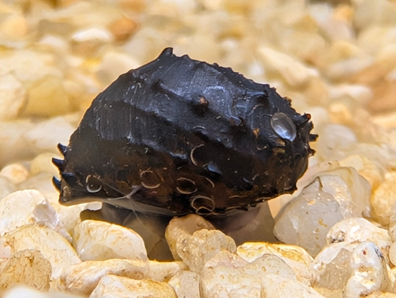 King coopa snail