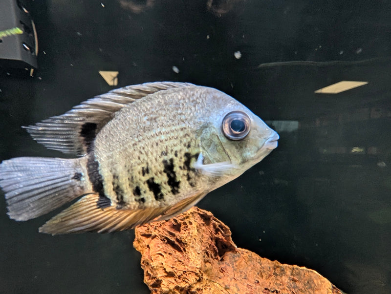 Green Severum