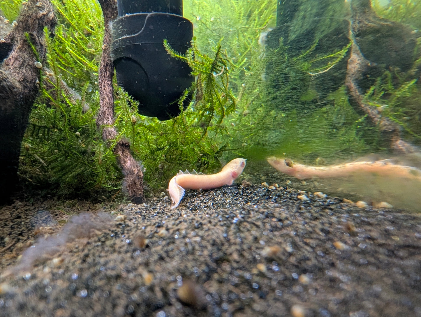Albino Dinosaur Senegalus Polypterus