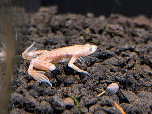 African Dwarf Frog - Blonde Leucistic