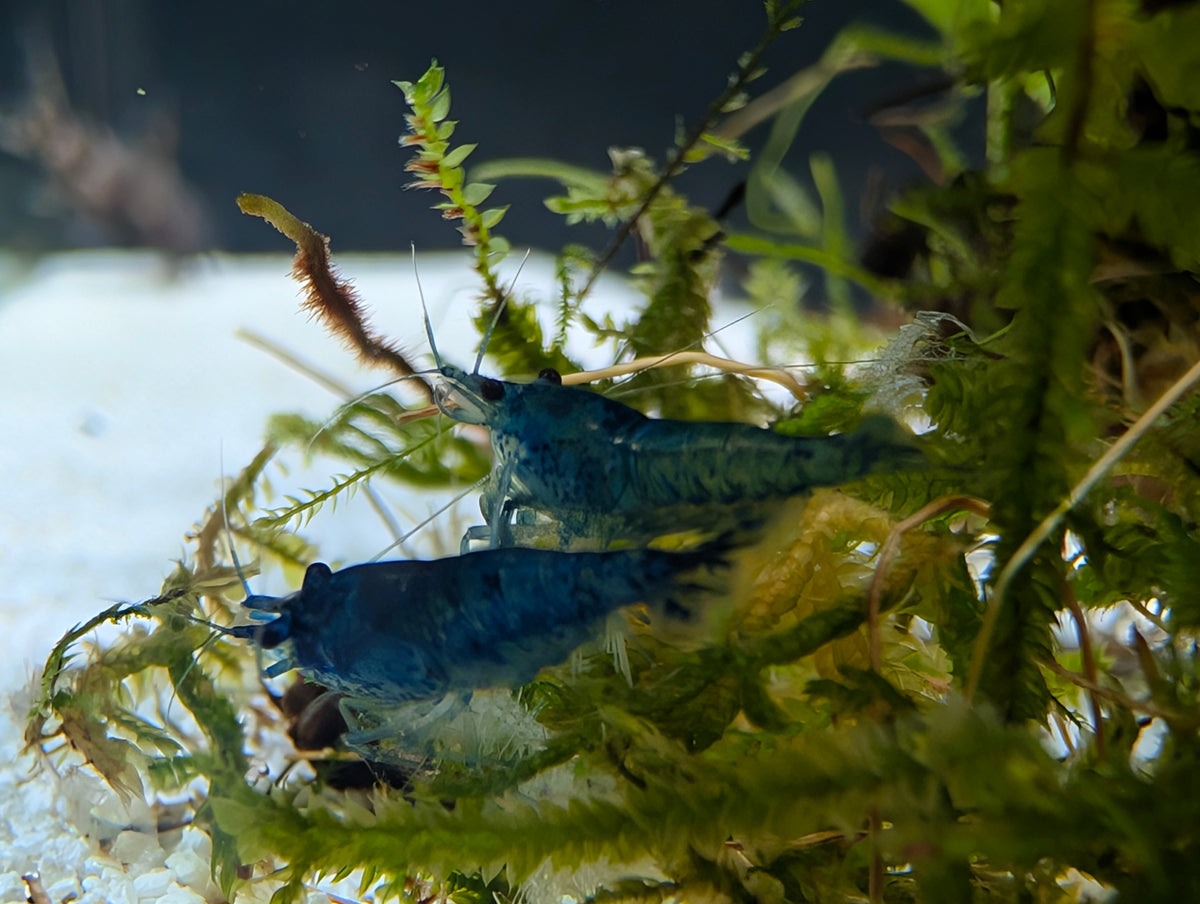 Blue Shrimp