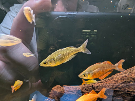 New Guinea Rainbow