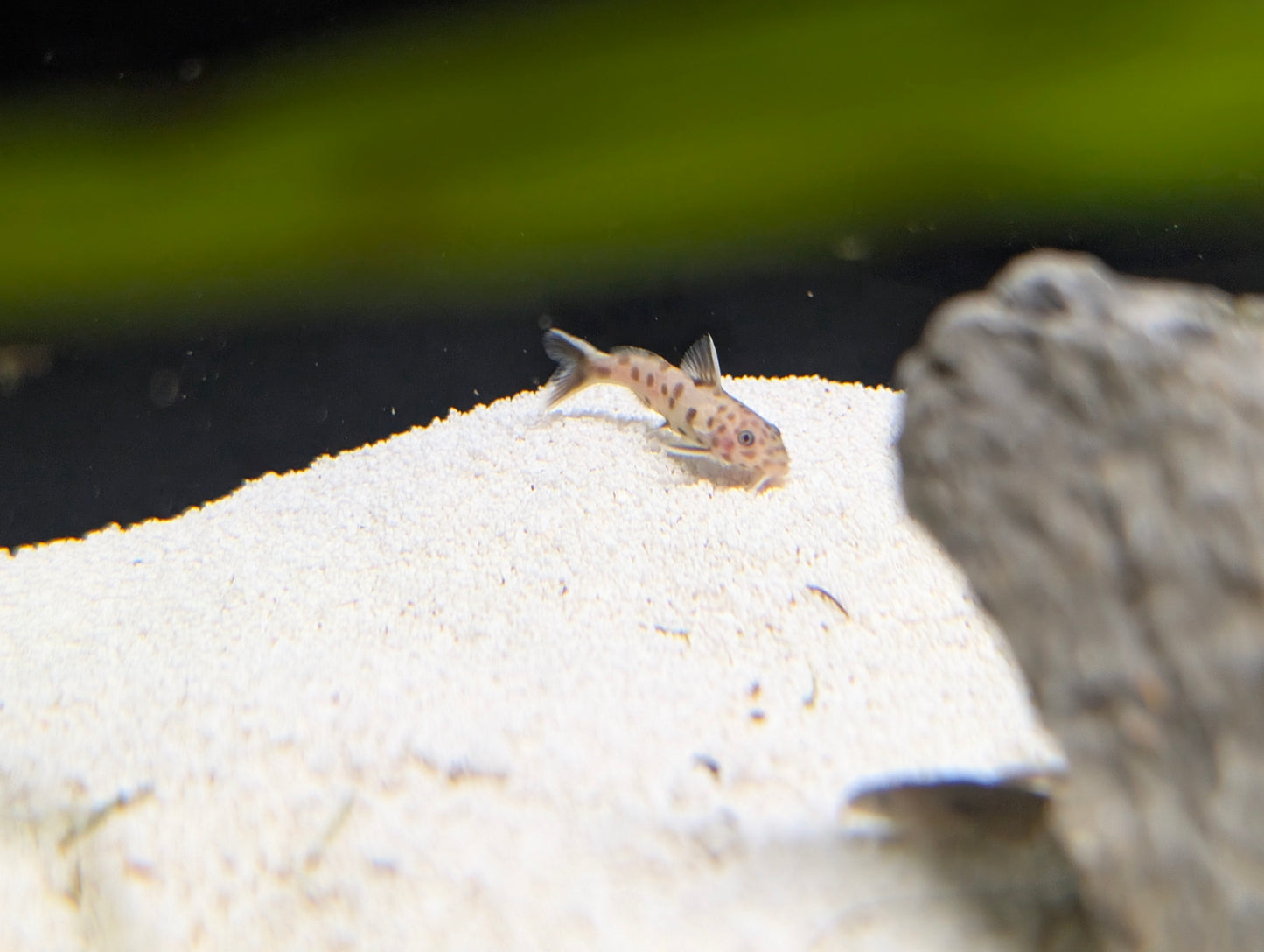 Pink Petricola Catfish