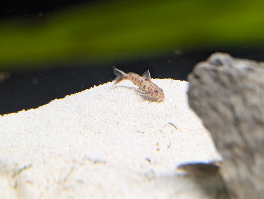 Pink Petricola Catfish