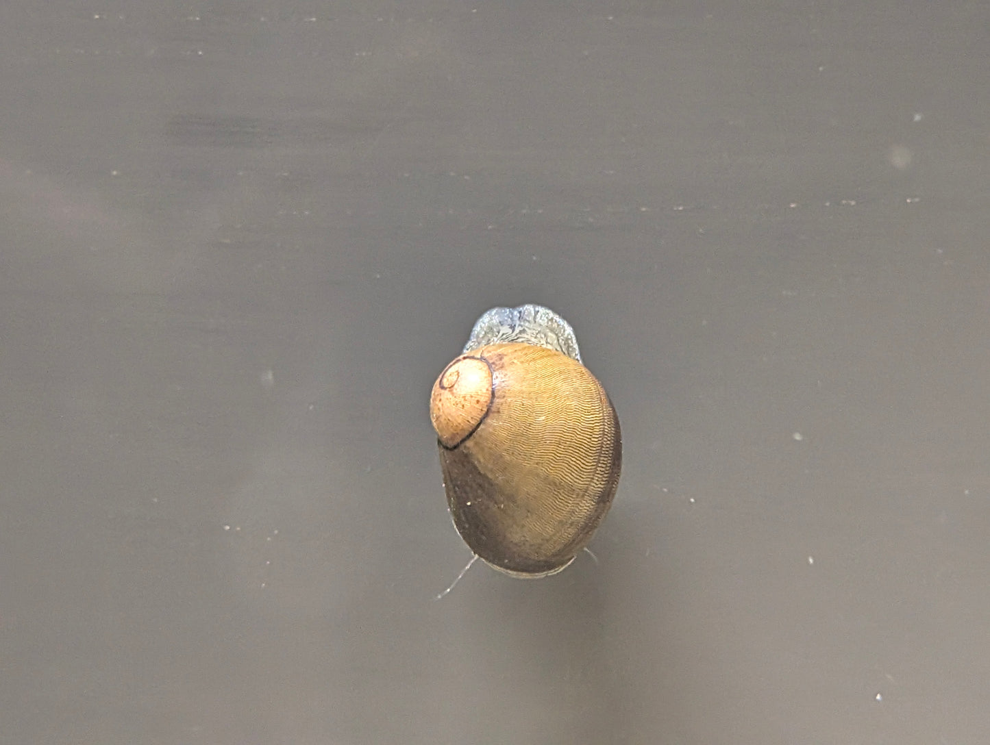 Tiger’s Eye Snail