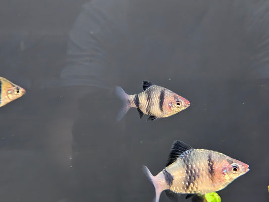 Black ruby barb