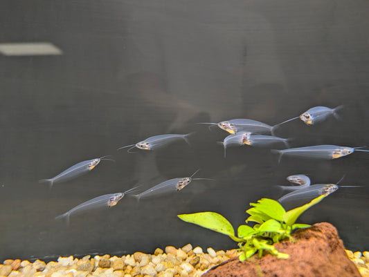 Glass Catfish