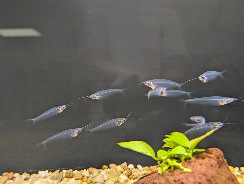 Glass Catfish
