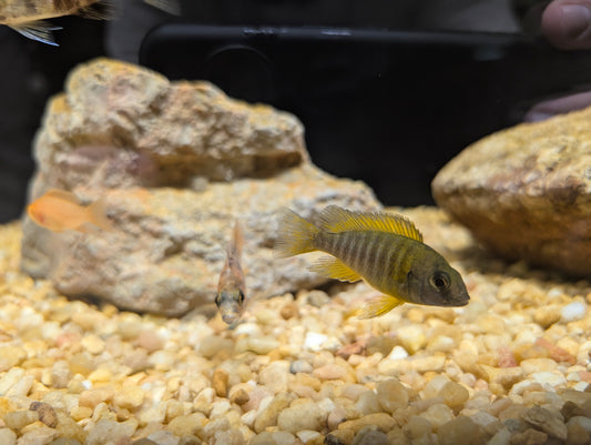 Sunshine peacock