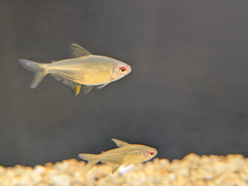 Lemon tetra