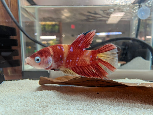 GC betta