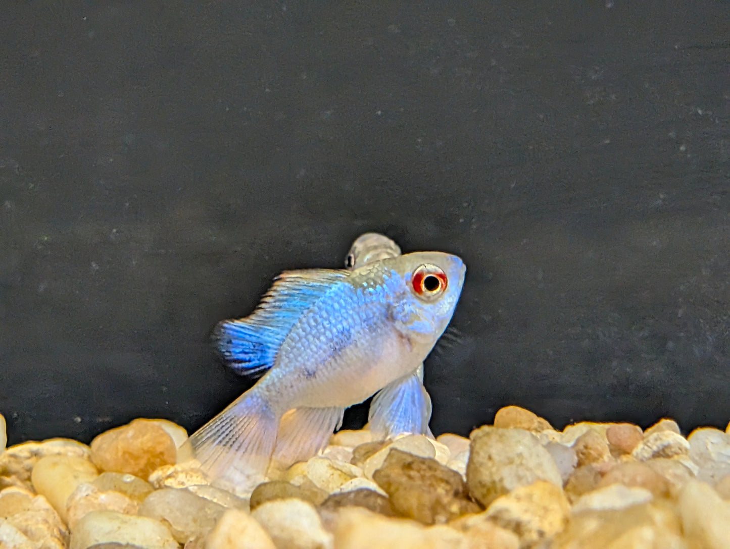 Electric blue ballon ram