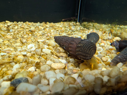 Chopstick snail