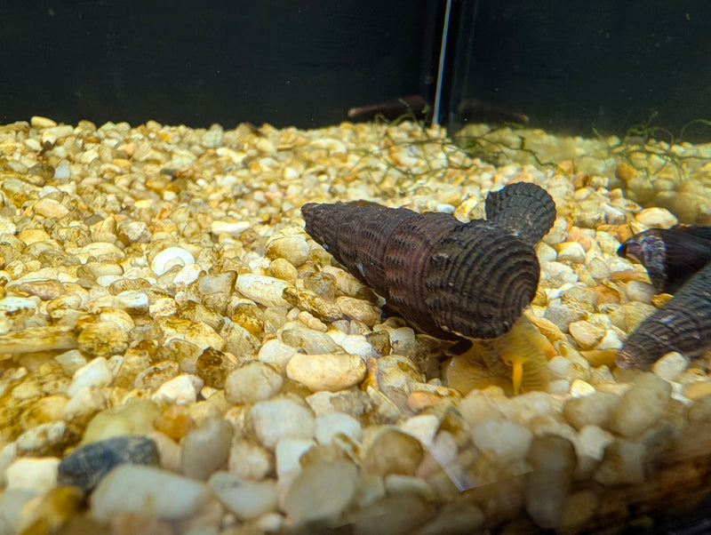 Chopstick snail