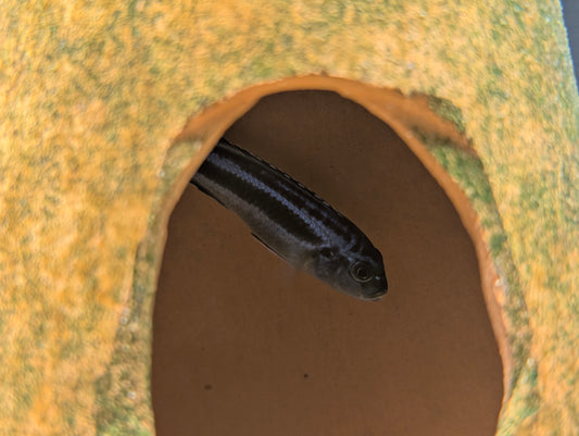 Maingano Cichlid