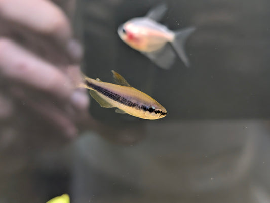 Blue Kerri tetra