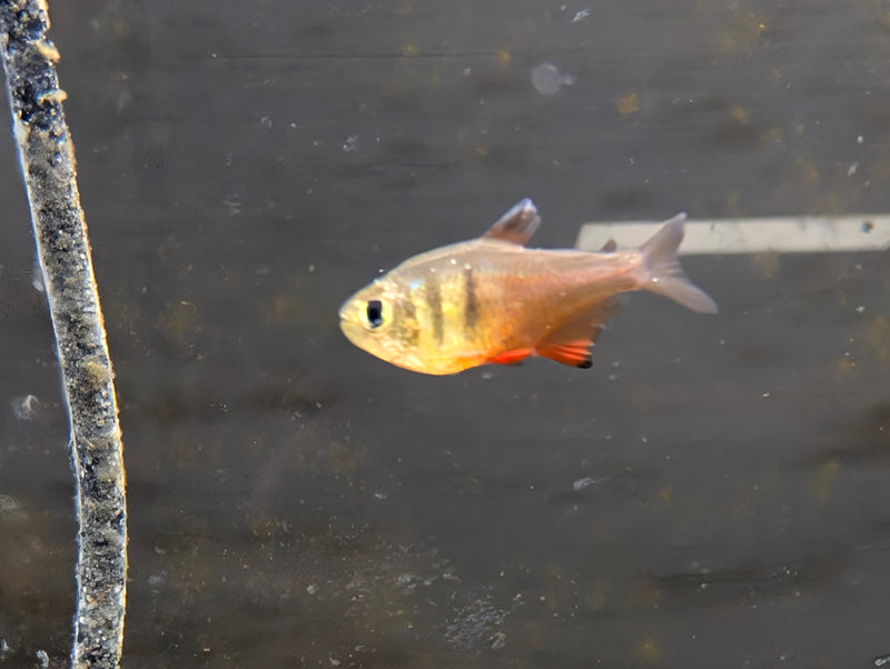 Von rio tetra