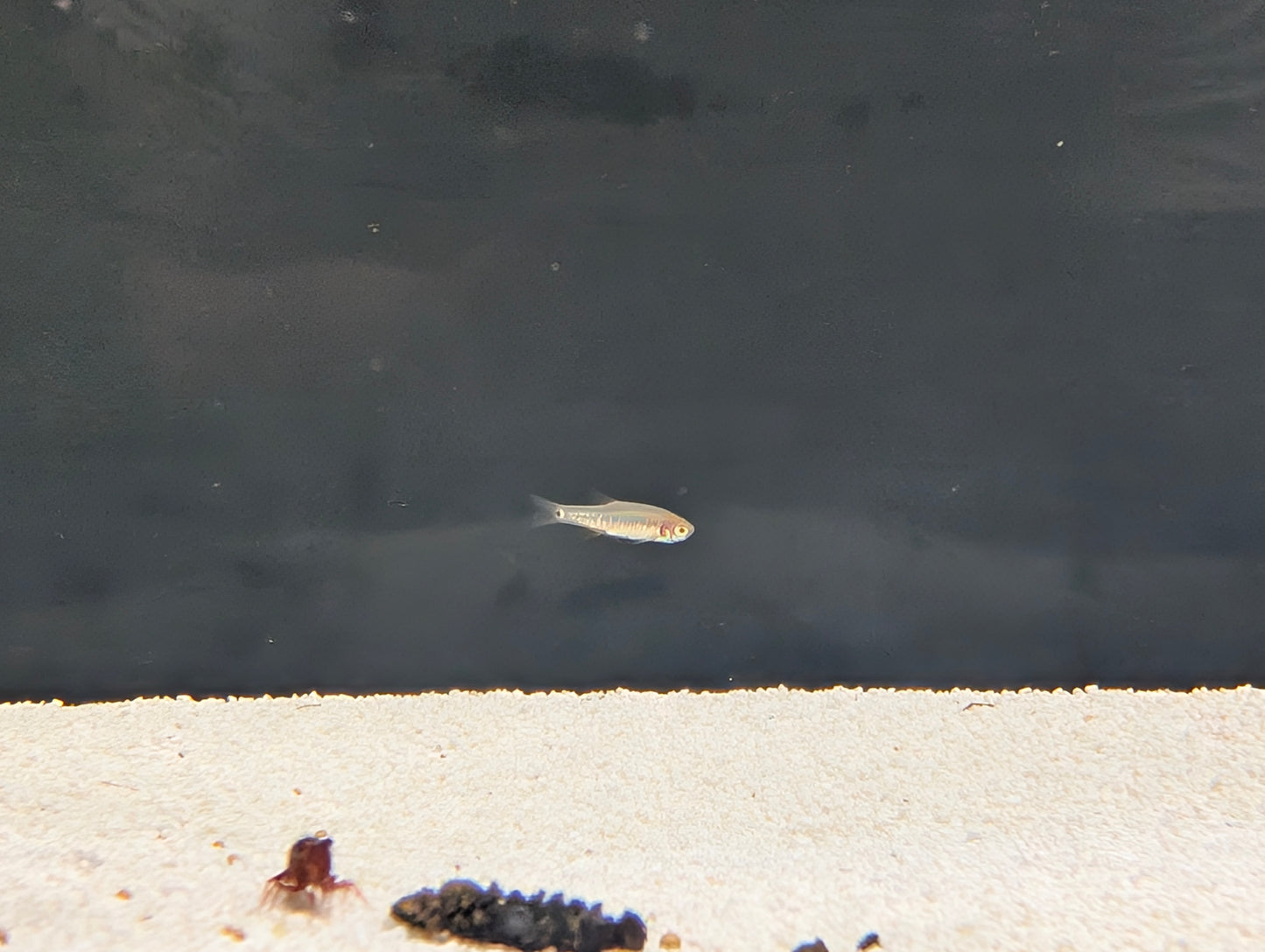 Dwarf Emerald Rasbora