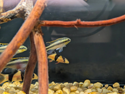Kribensis