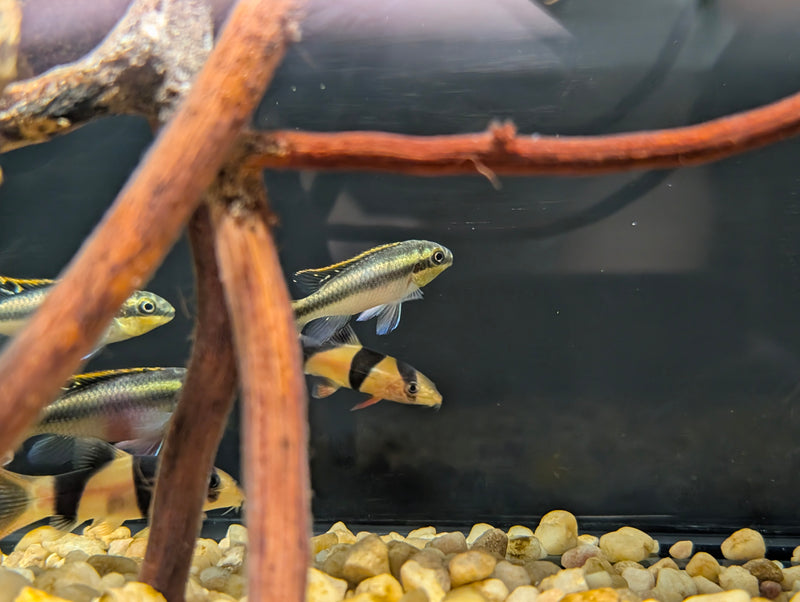 Kribensis