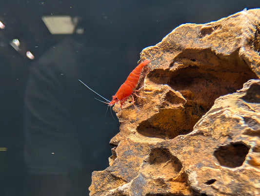 Cherry Shrimp