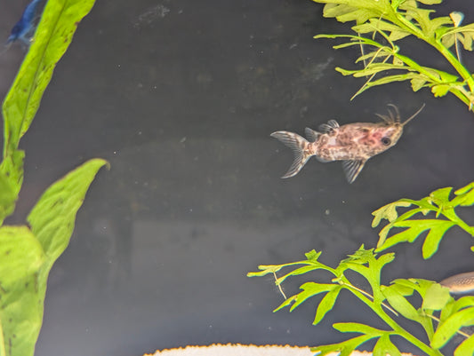 Upsidedown Catfish