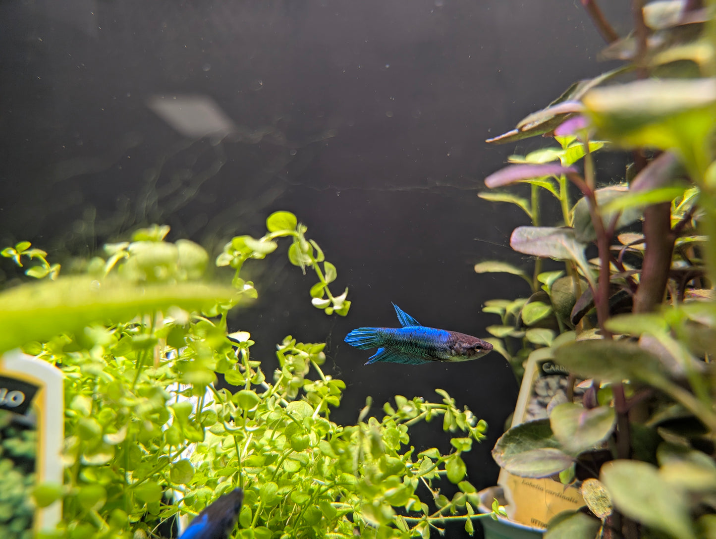 Betta Female
