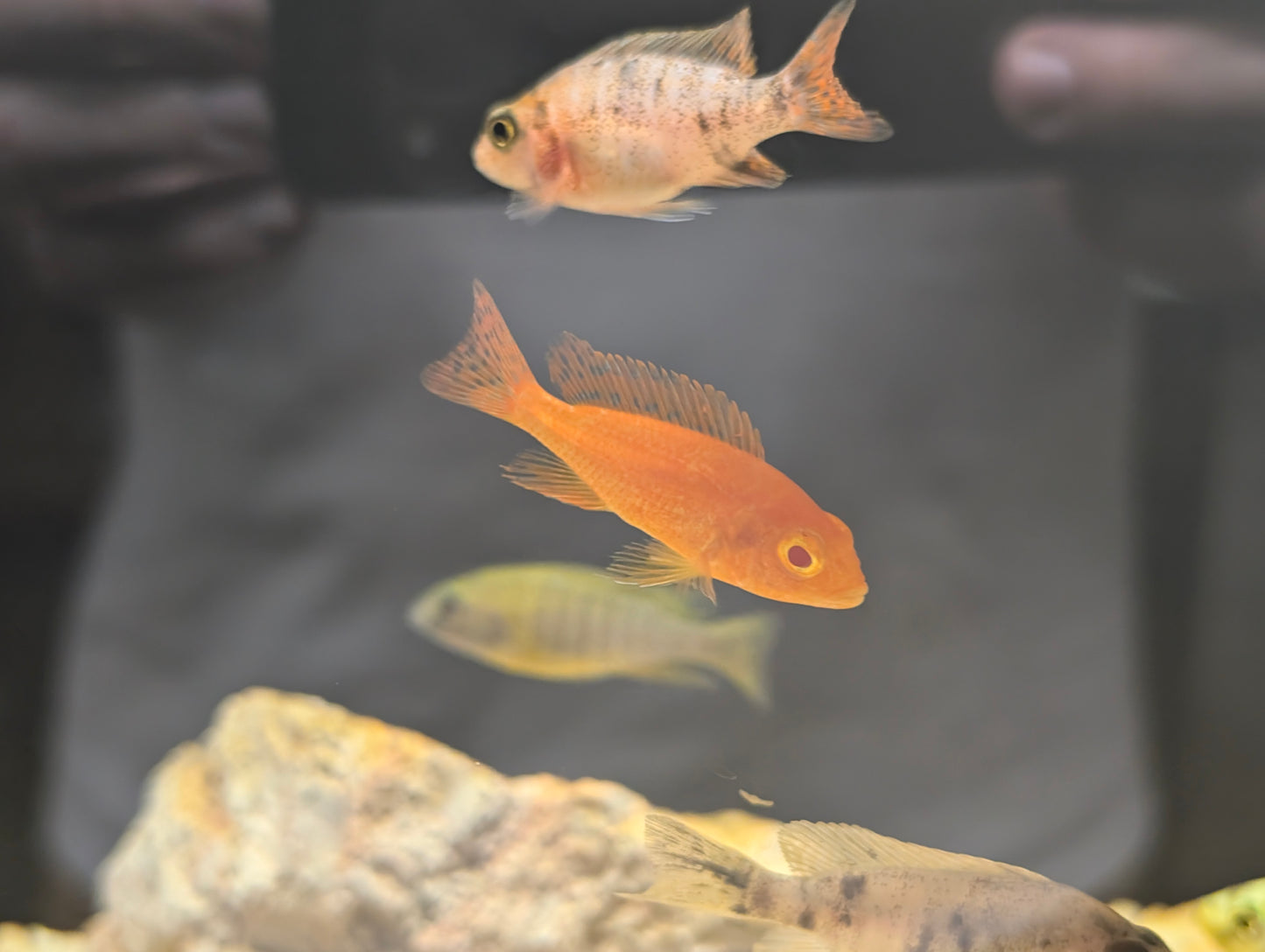 Strawberry peacock cichlid