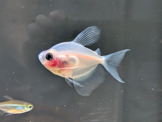 Glass Bloodfin Tetra