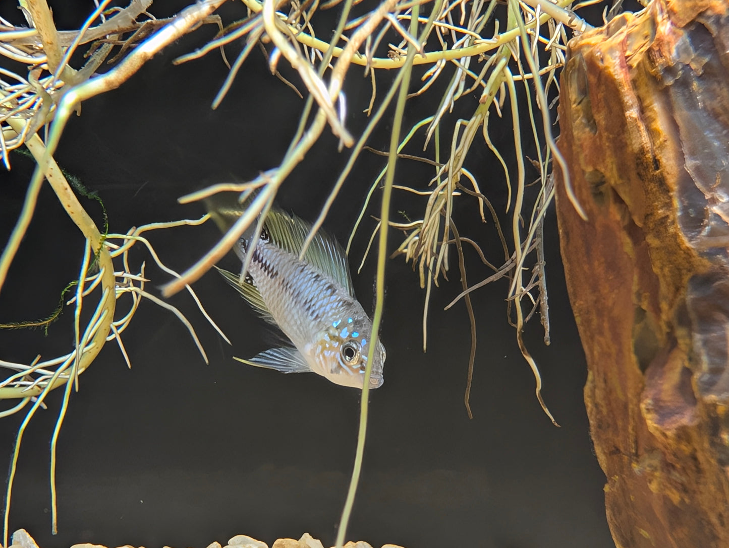 Apisto. Yellow borelli