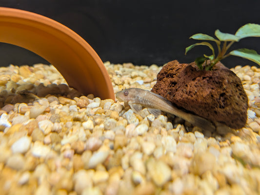 Albino Pleco