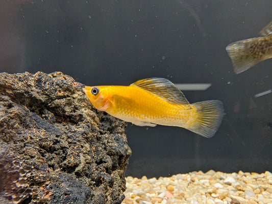 Sailfin Molly