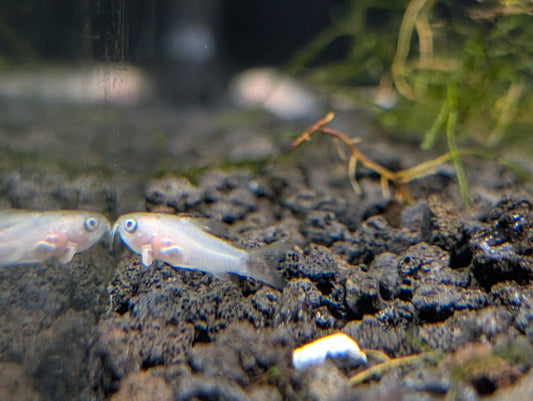 Albino Pygmy Cory