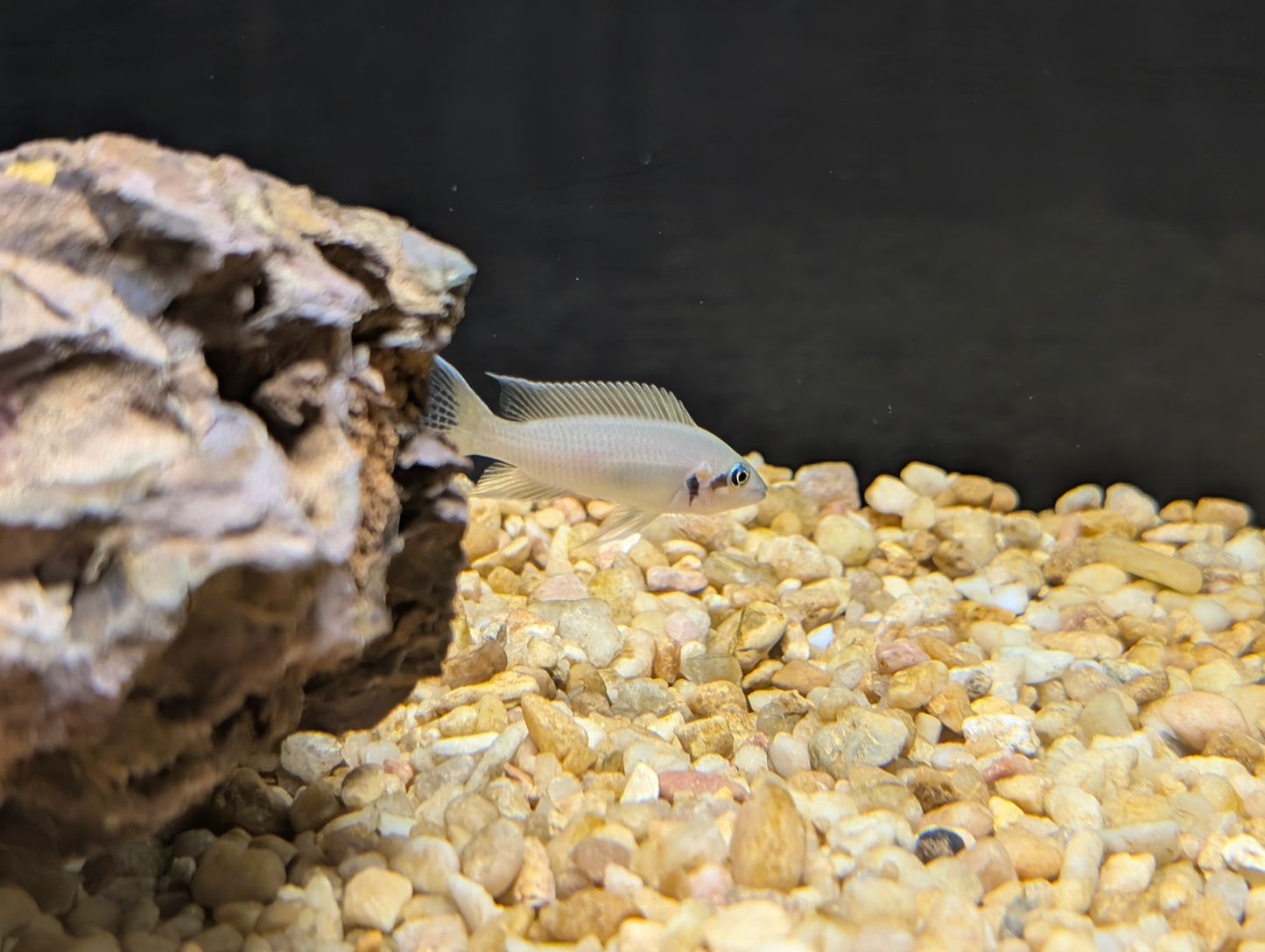 Brichardi Cichlid Reg