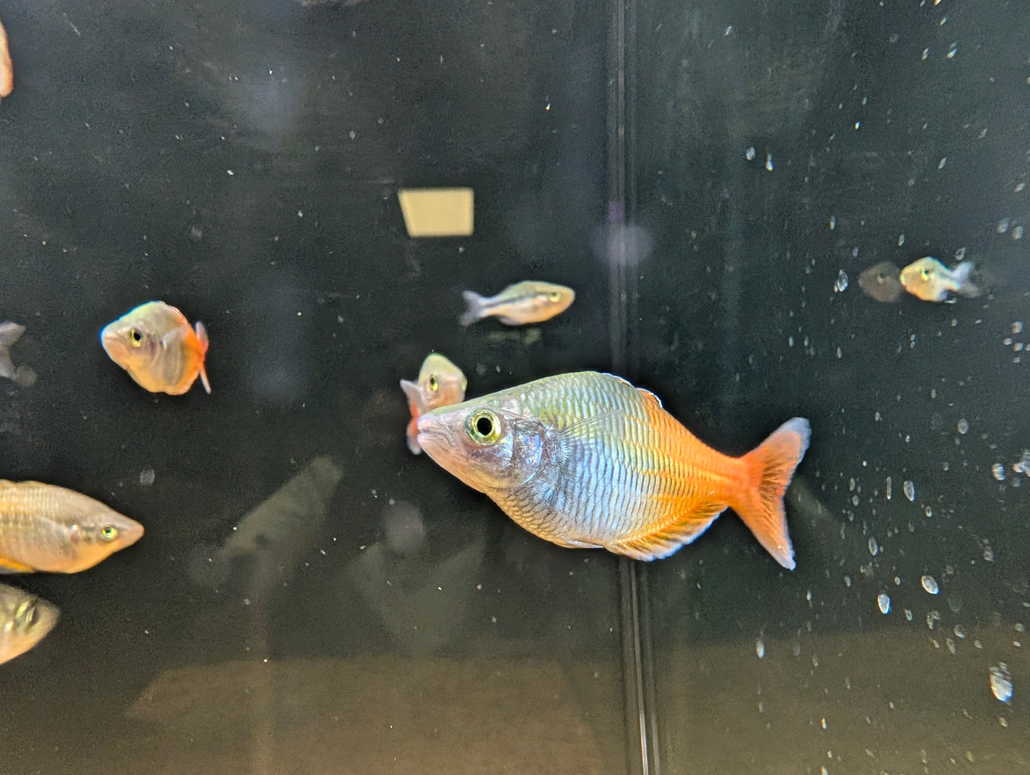 Orange Boesemani Rainbow