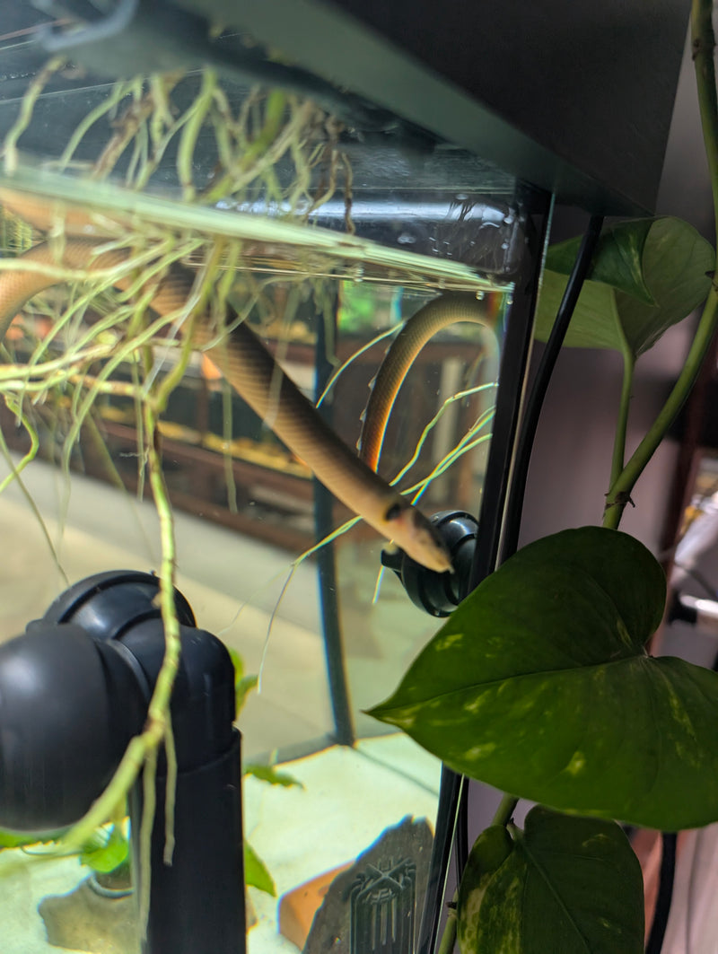 Ropefish