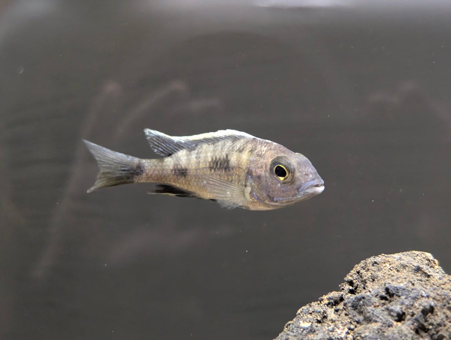 Yellow Blaze Lithobates