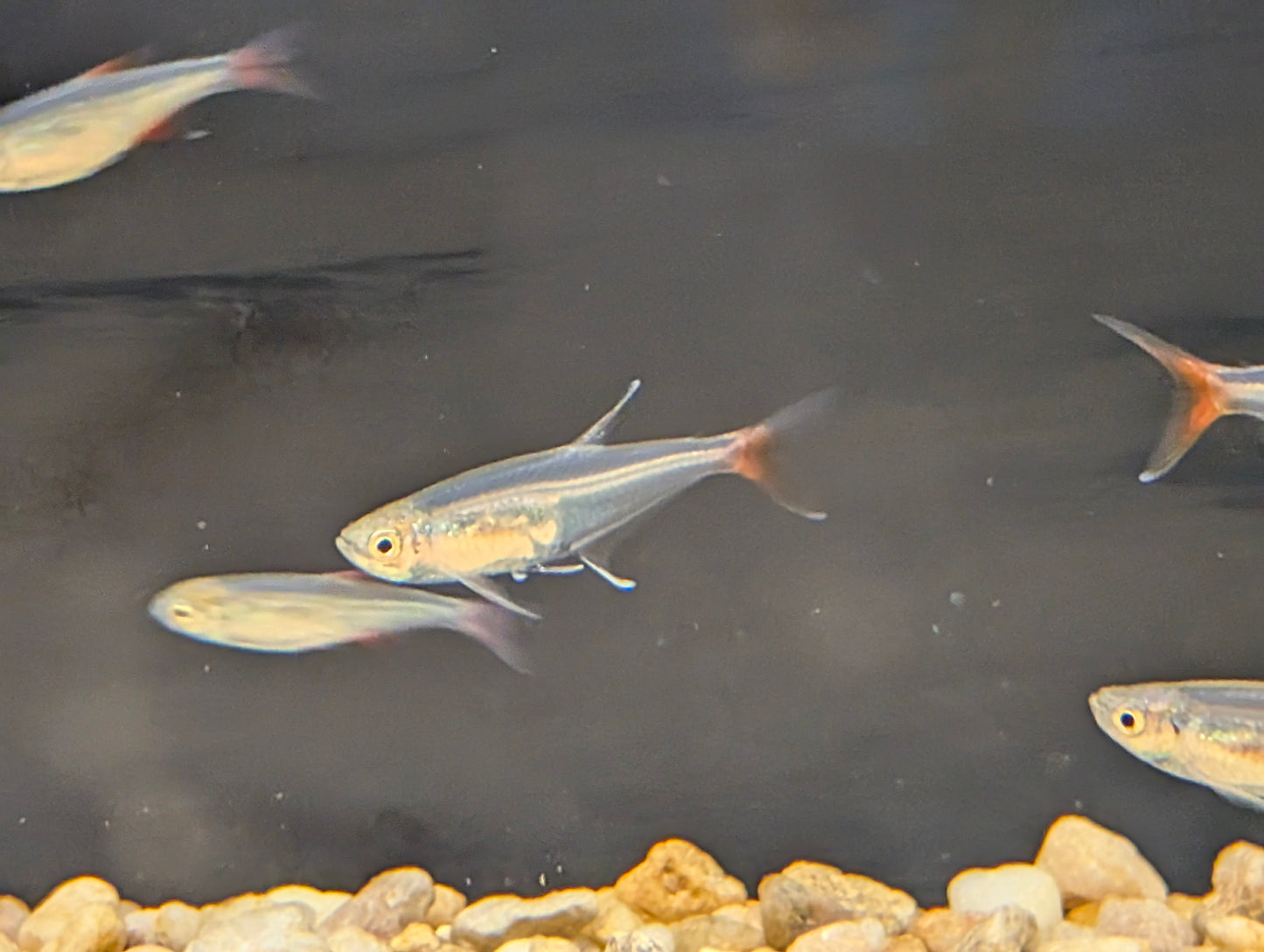 Bloodfin Tetra