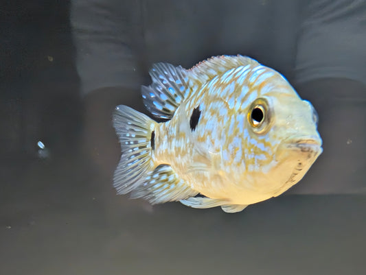 Electric blue Texas cichlid