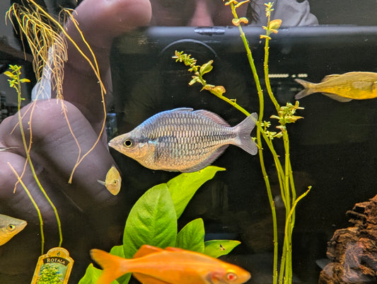 Blue Kamaka Rainbow