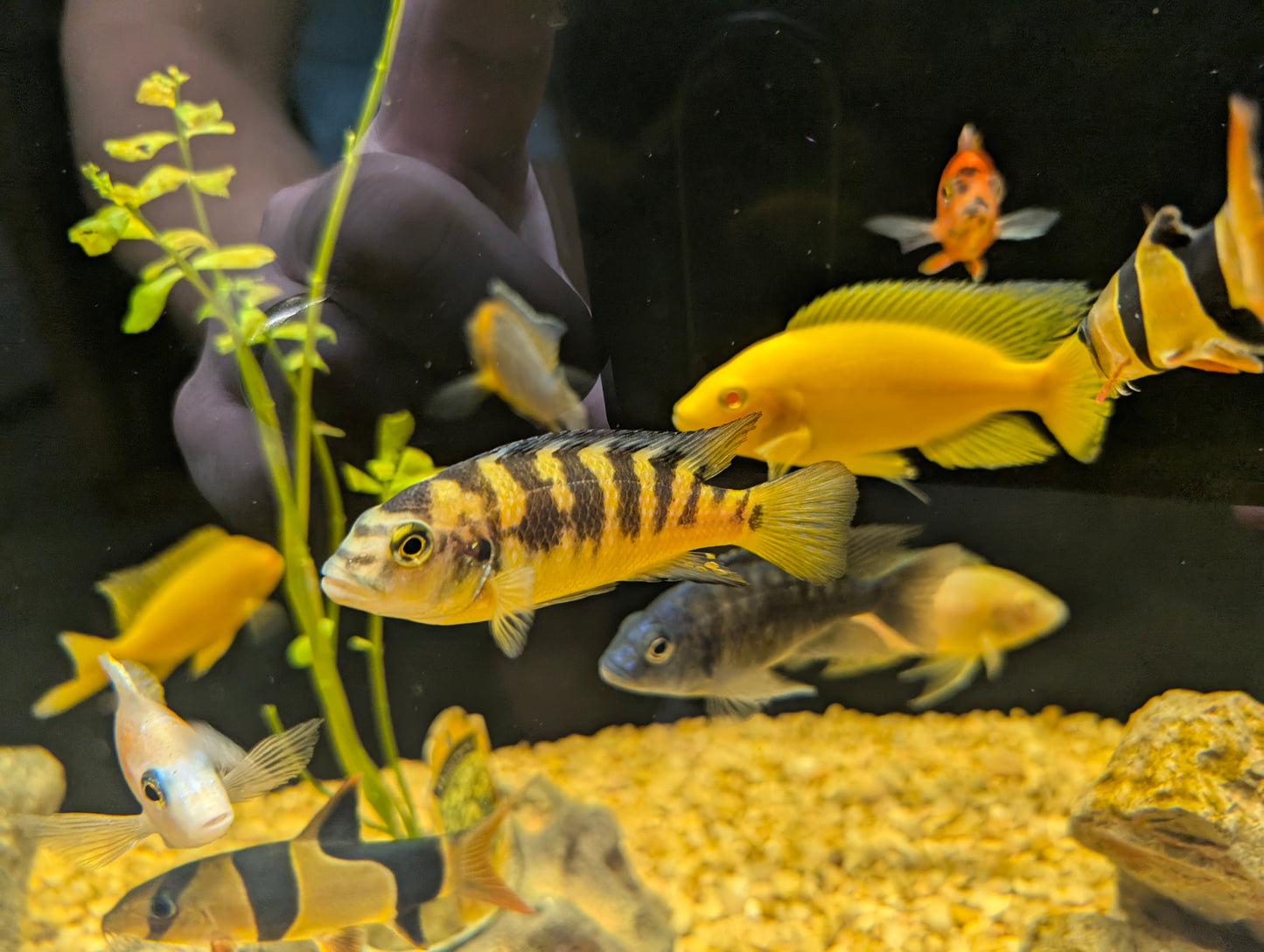 Bumblebee Cichlid