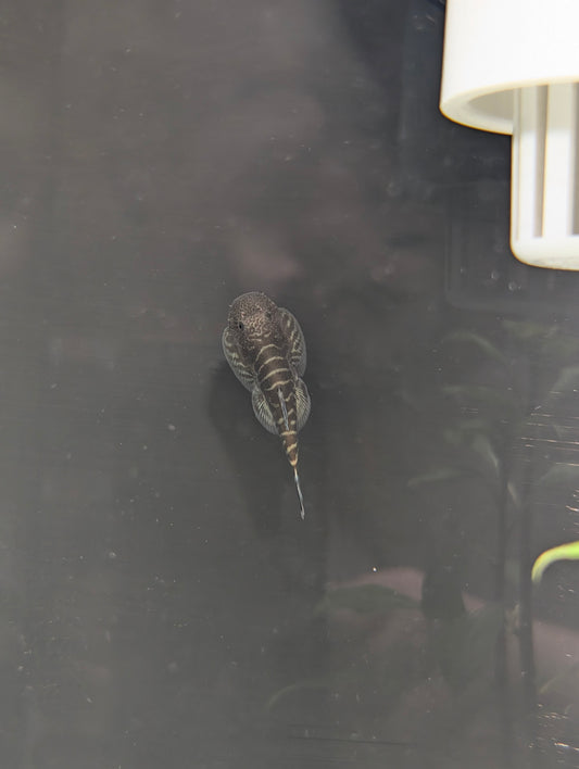 Blue Hillstream loach