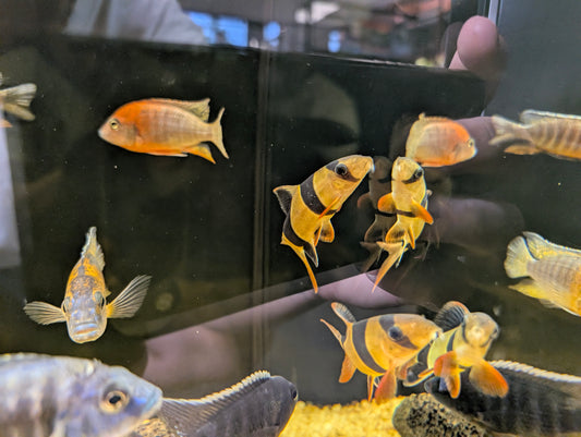 Clown loach small