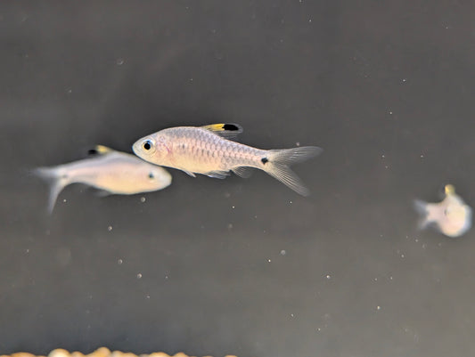 Drapefin Barb