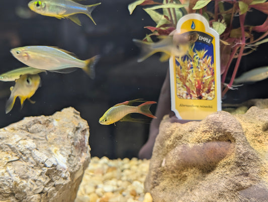Threadfin Rainbow