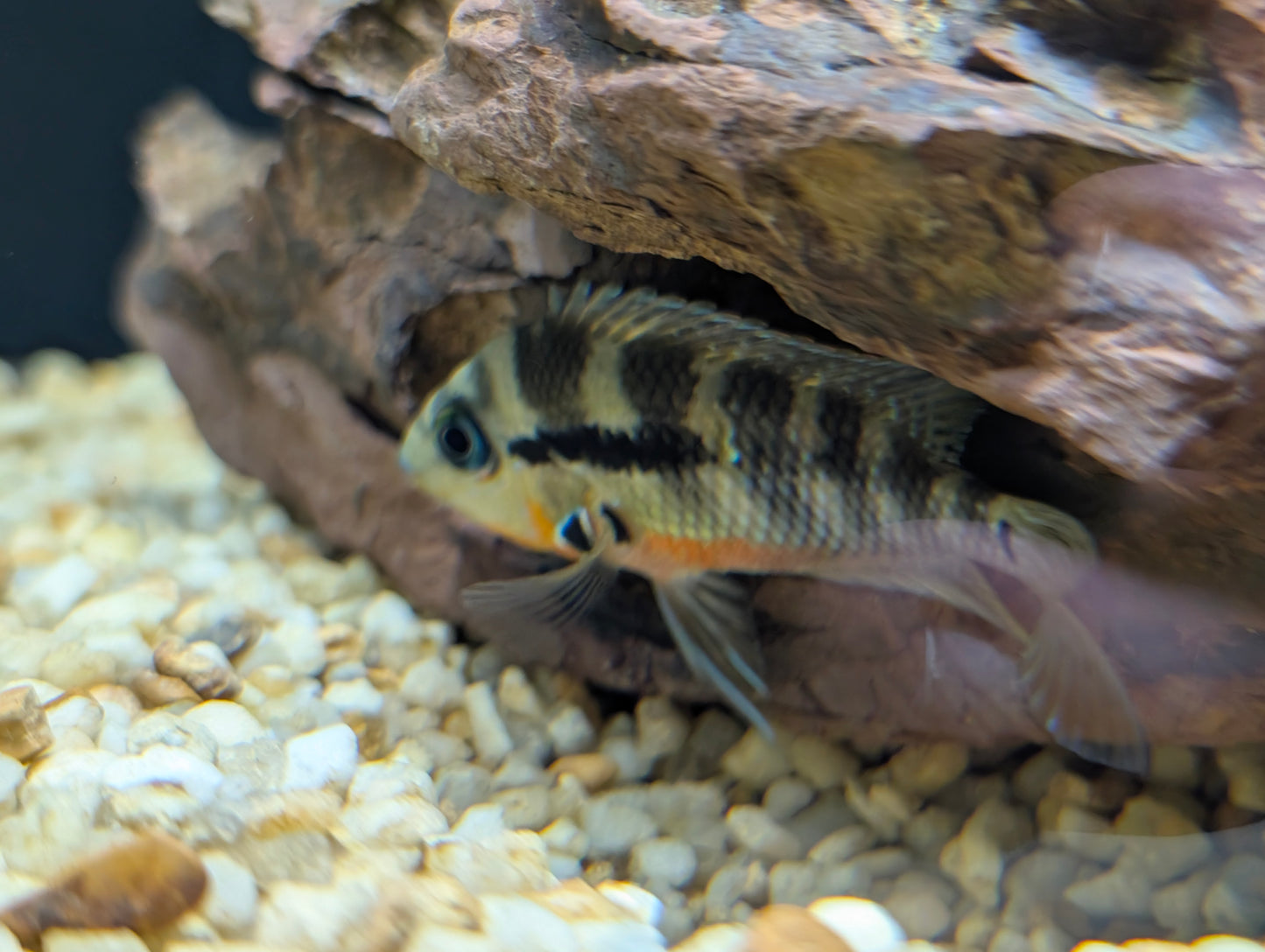 Firemouth Cichlid