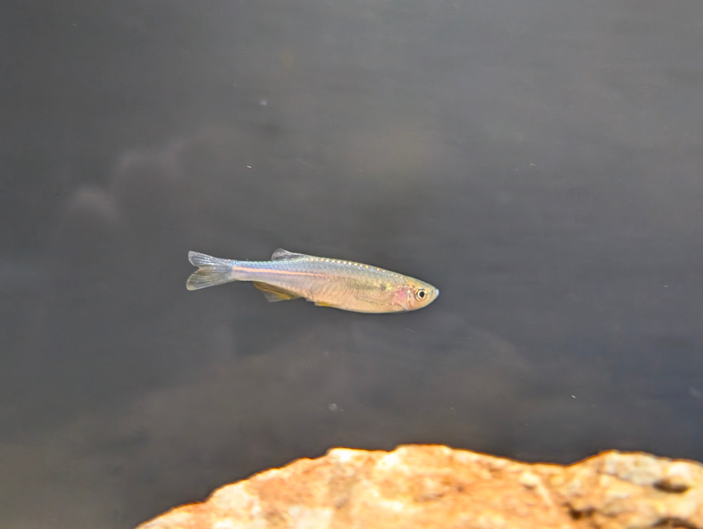 Pearl Danio