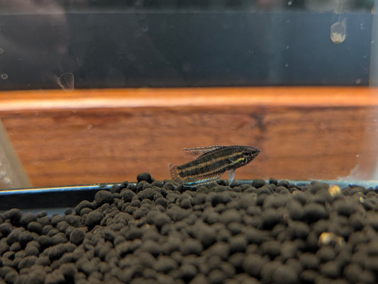 Licorice Gourami