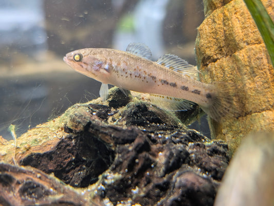 Sleeper goby