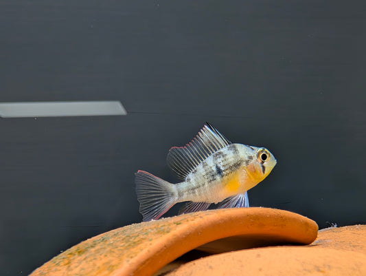 Bolivian Ram
